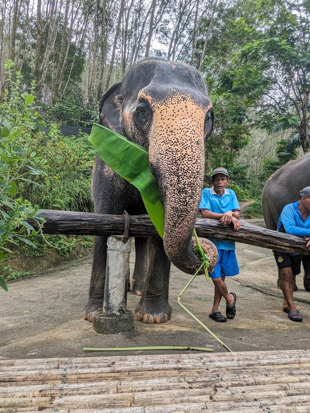 Chalong Elephant Retirement