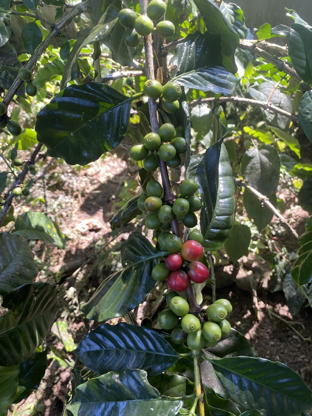 Chiang Mai Hill Tribe Coffee Tour