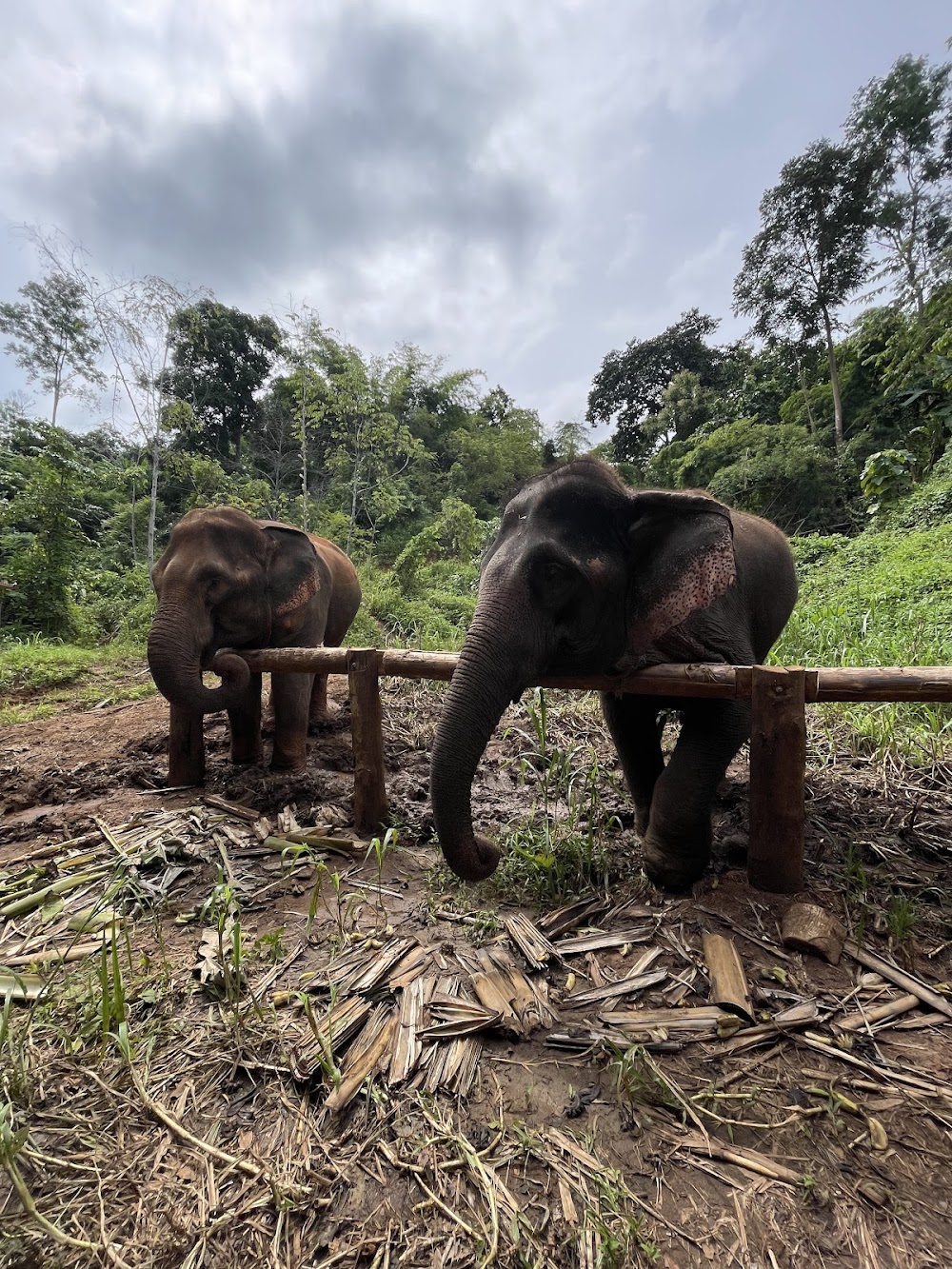 CHIANGMAI ELEPHANT CARE