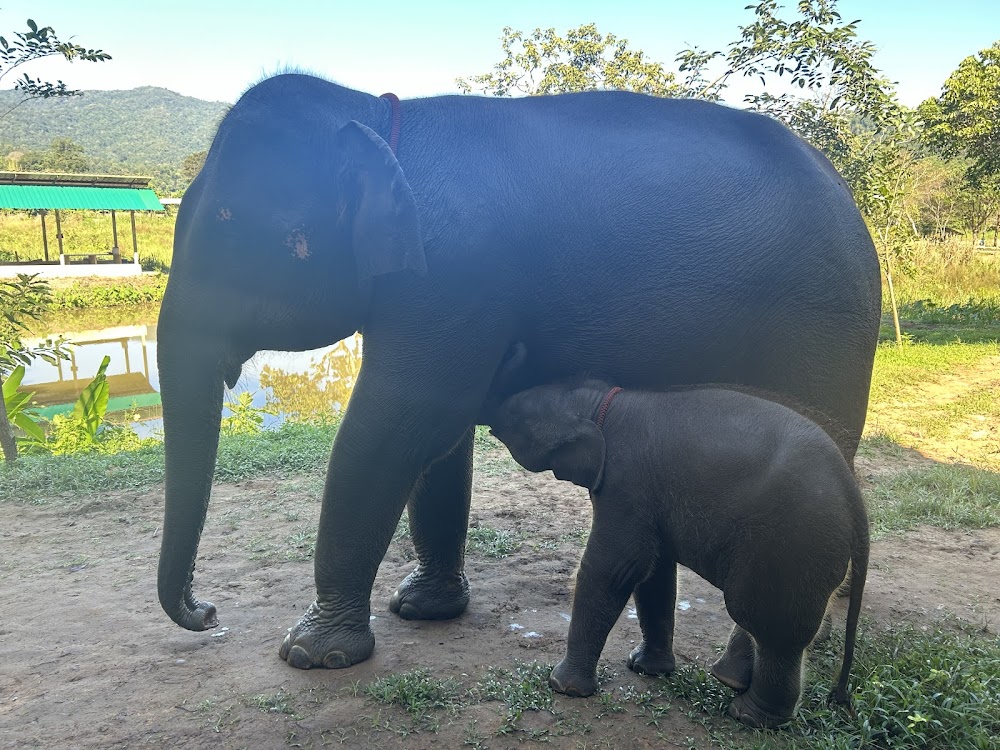CHIANGMAI ELEPHANT CARE