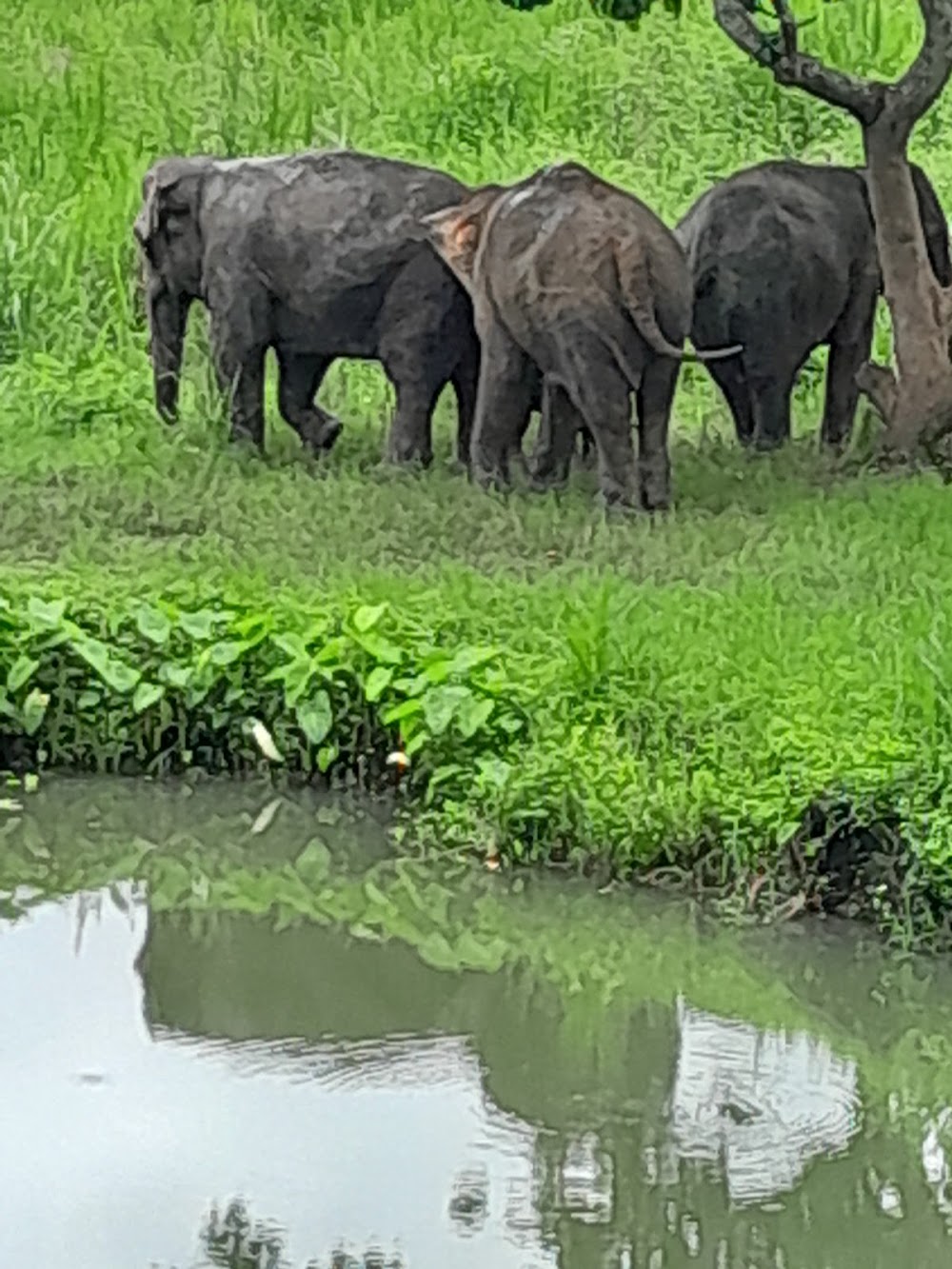 CHIANGMAI ELEPHANT CARE