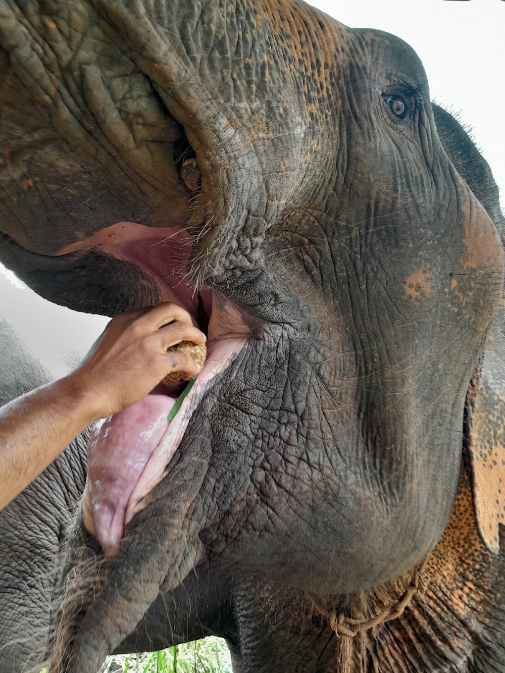 CHIANGMAI ELEPHANT CARE