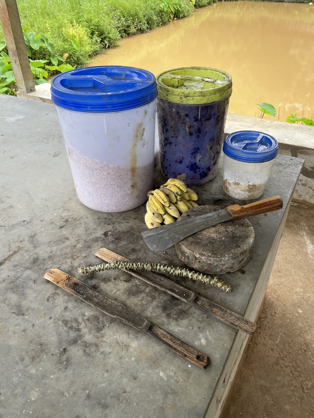 CHIANGMAI ELEPHANT CARE