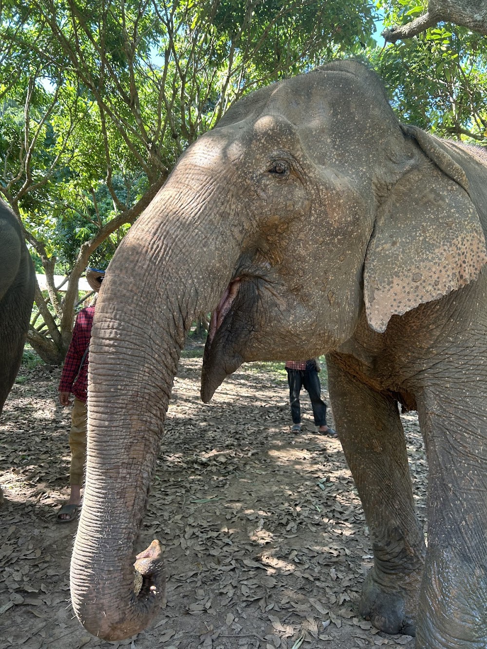 CHIANGMAI ELEPHANT CARE