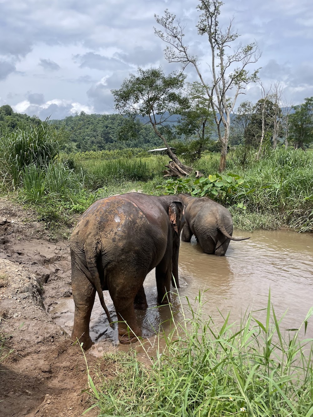 CHIANGMAI ELEPHANT CARE