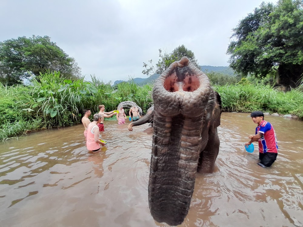 CHIANGMAI ELEPHANT CARE