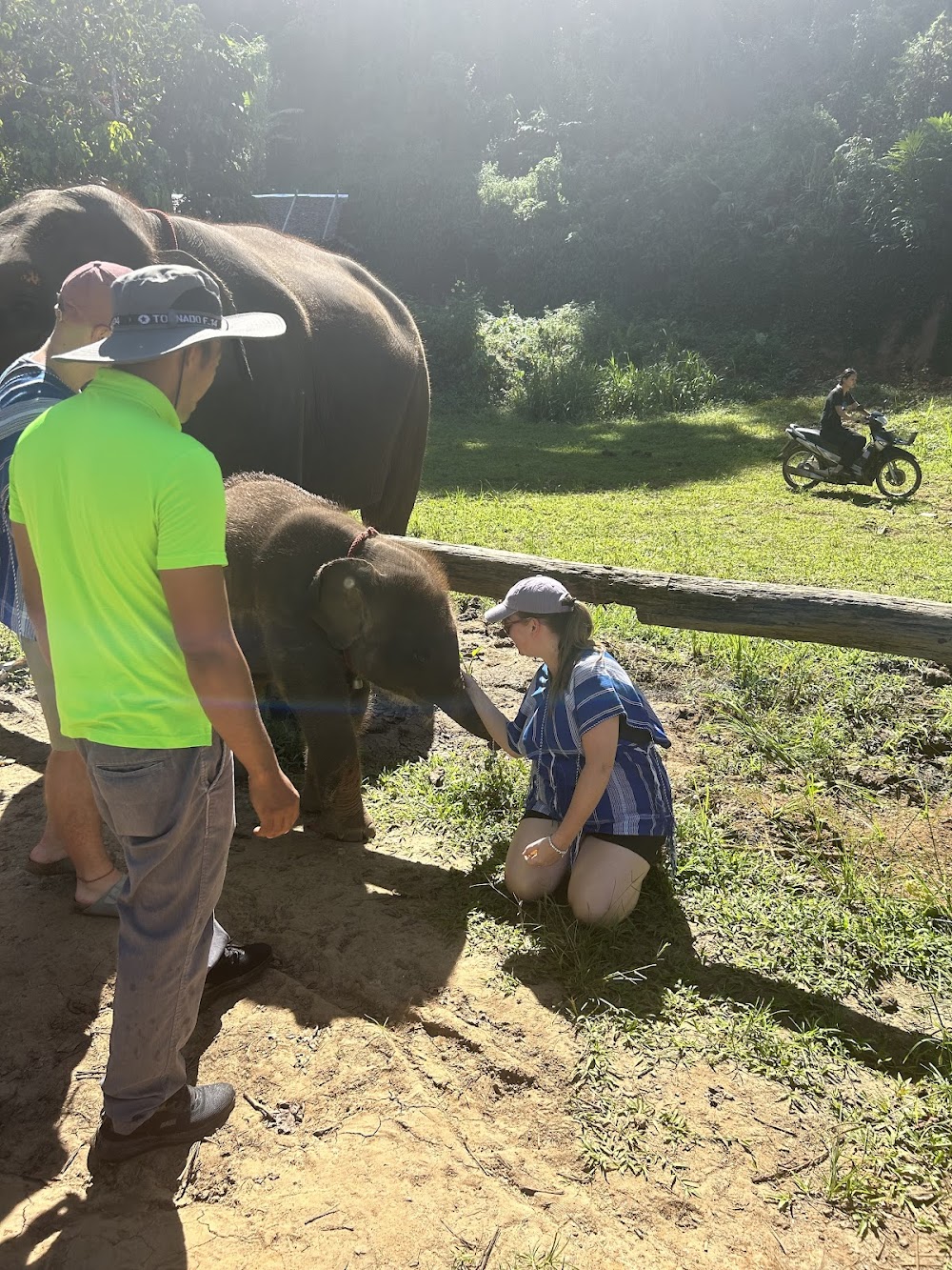 CHIANGMAI ELEPHANT CARE