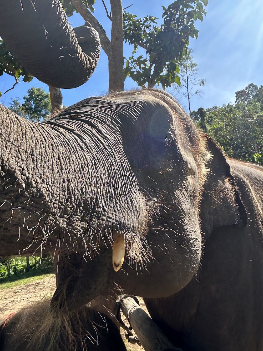 CHIANGMAI ELEPHANT CARE
