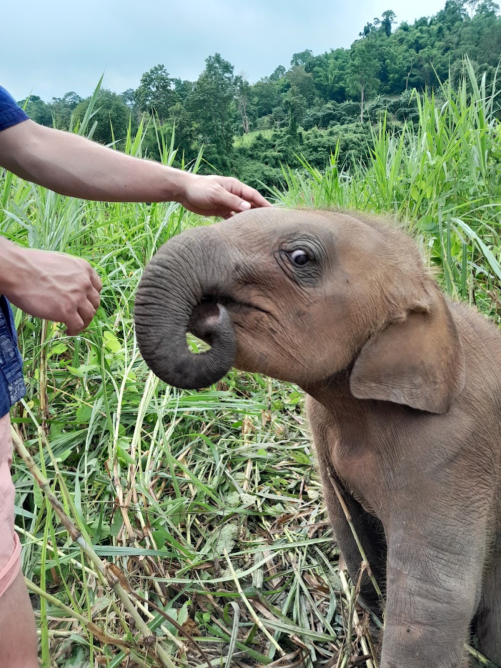CHIANGMAI ELEPHANT CARE