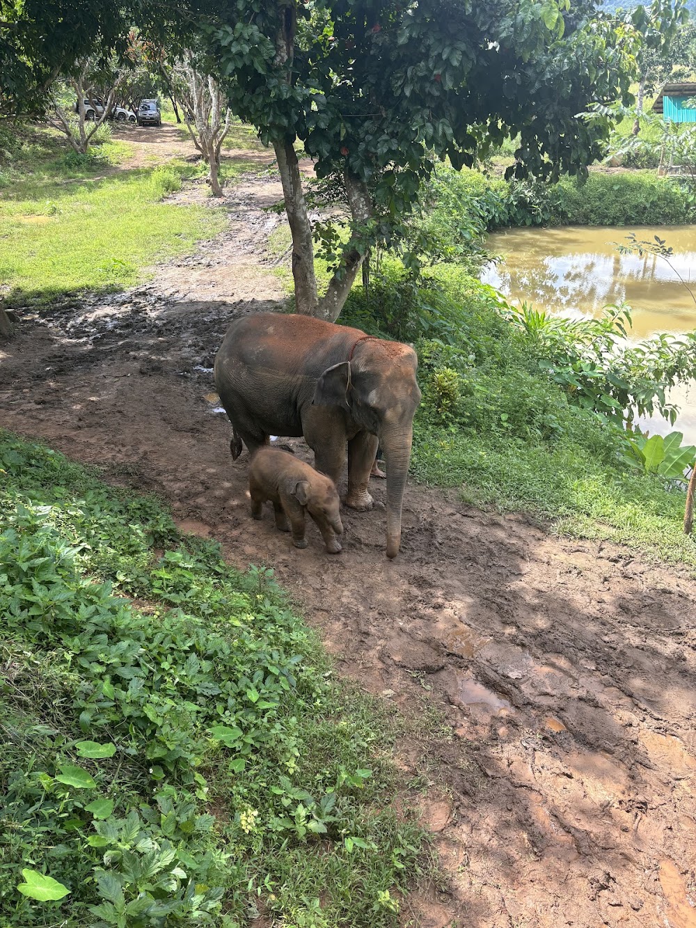 CHIANGMAI ELEPHANT CARE