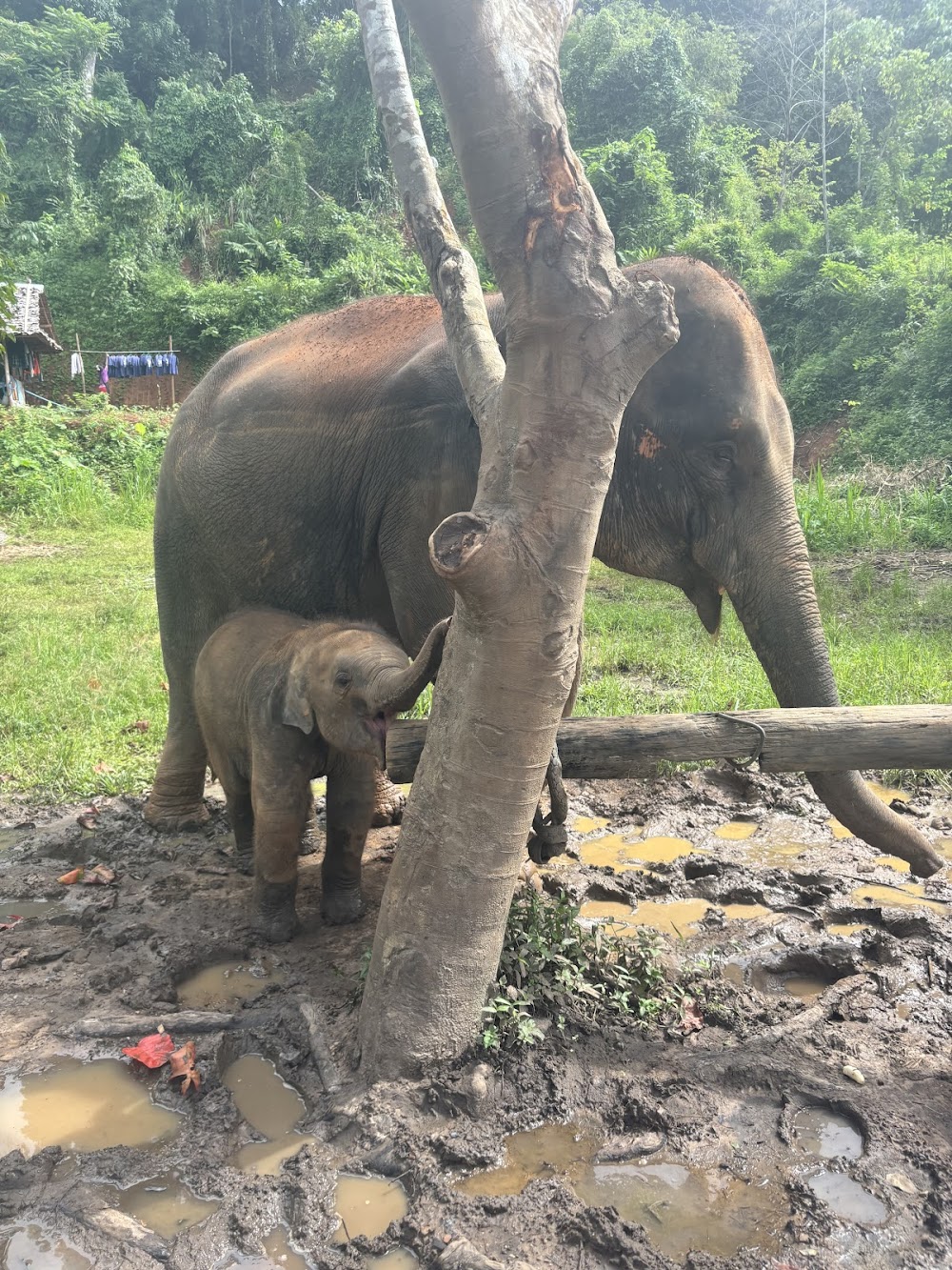 CHIANGMAI ELEPHANT CARE