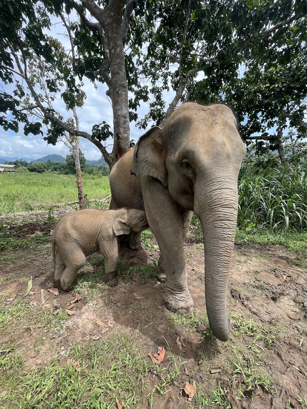 CHIANGMAI ELEPHANT CARE