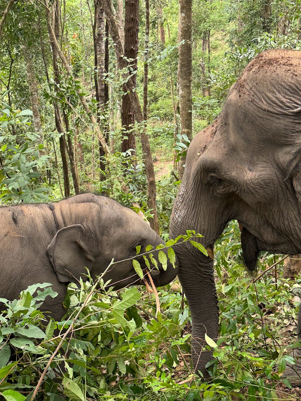 Chiangmai Elephant Land