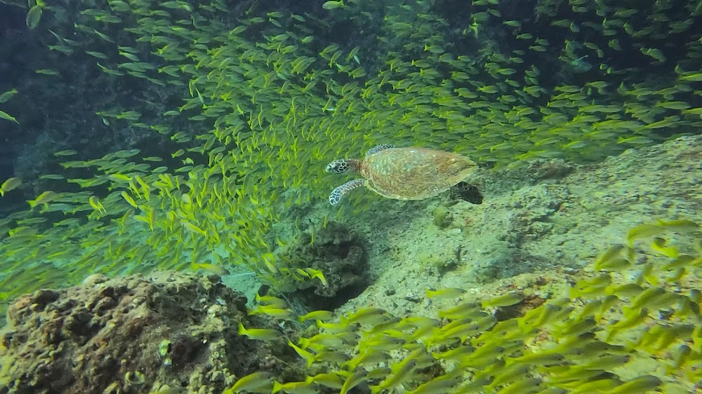 Dive Tribe Phi Phi