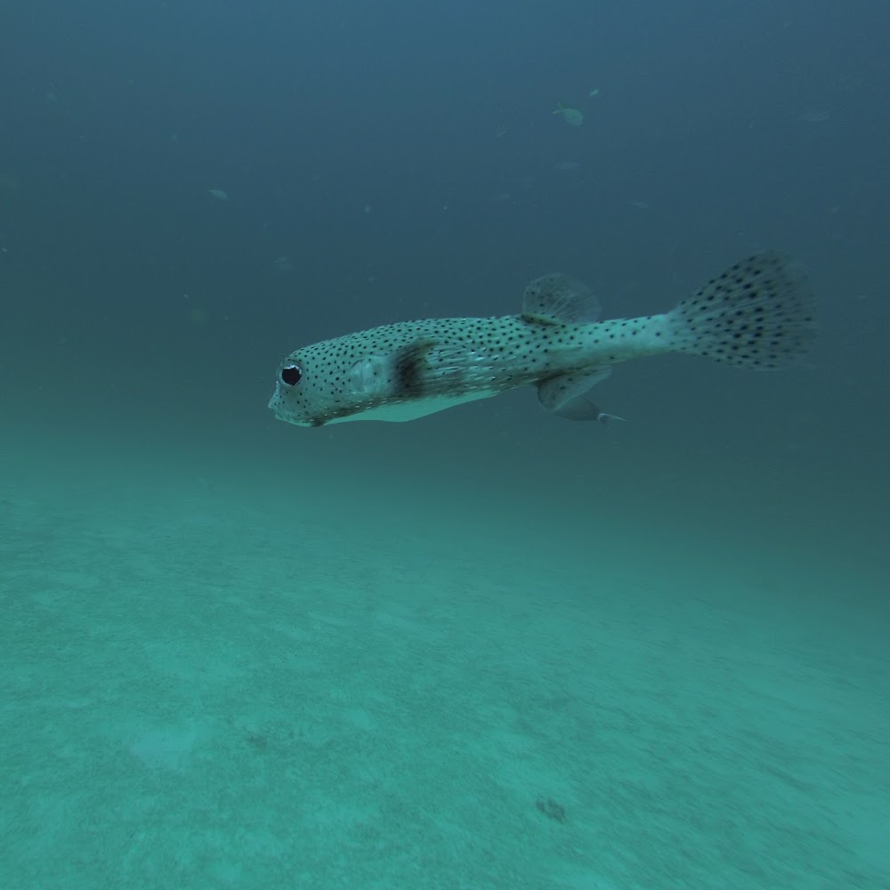 DivingAsia ru