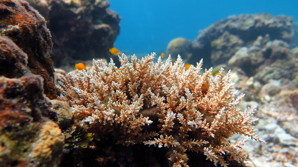 DivingAsia ru