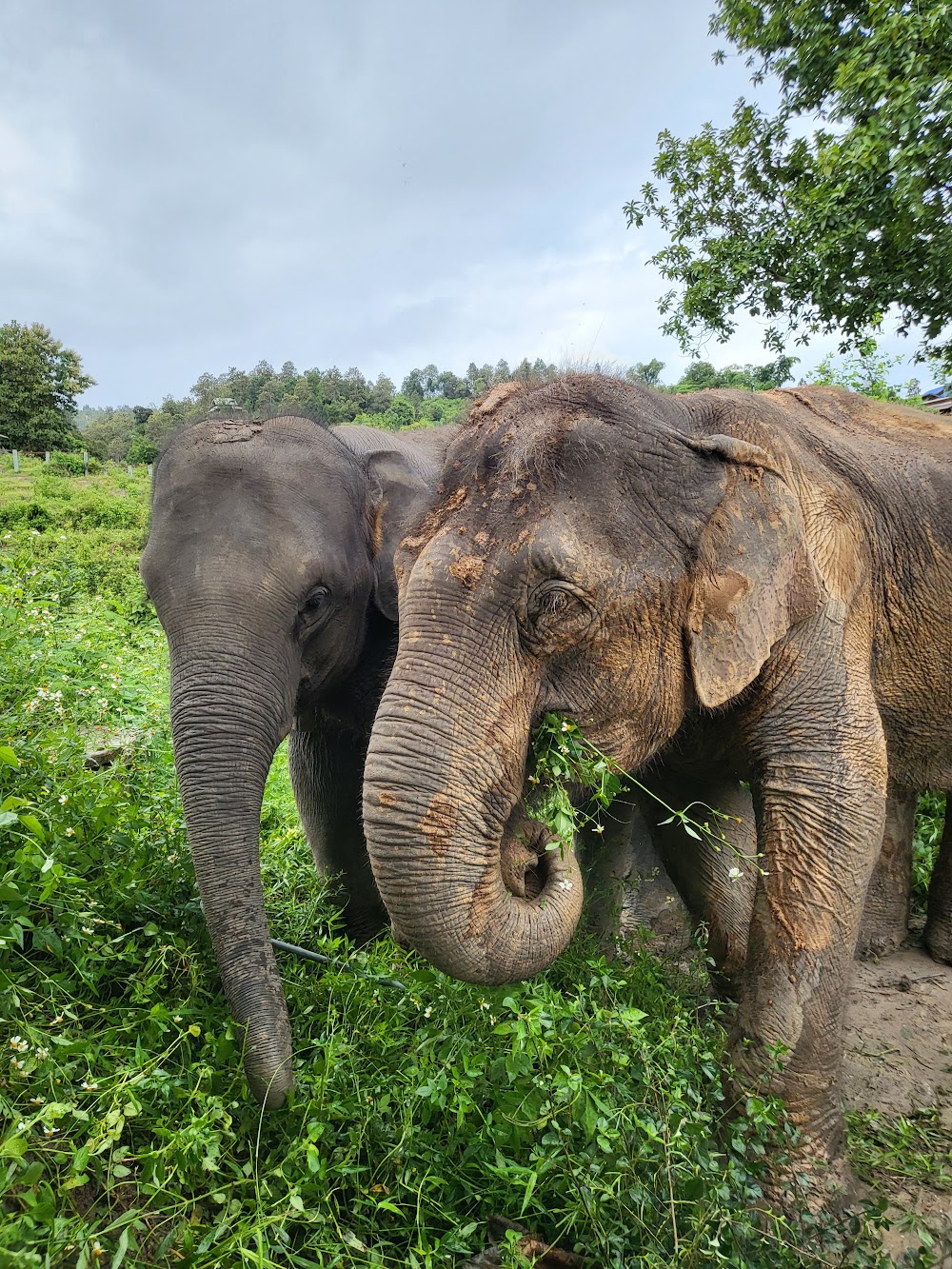 Doi Inthanon Elephant Sanctuary