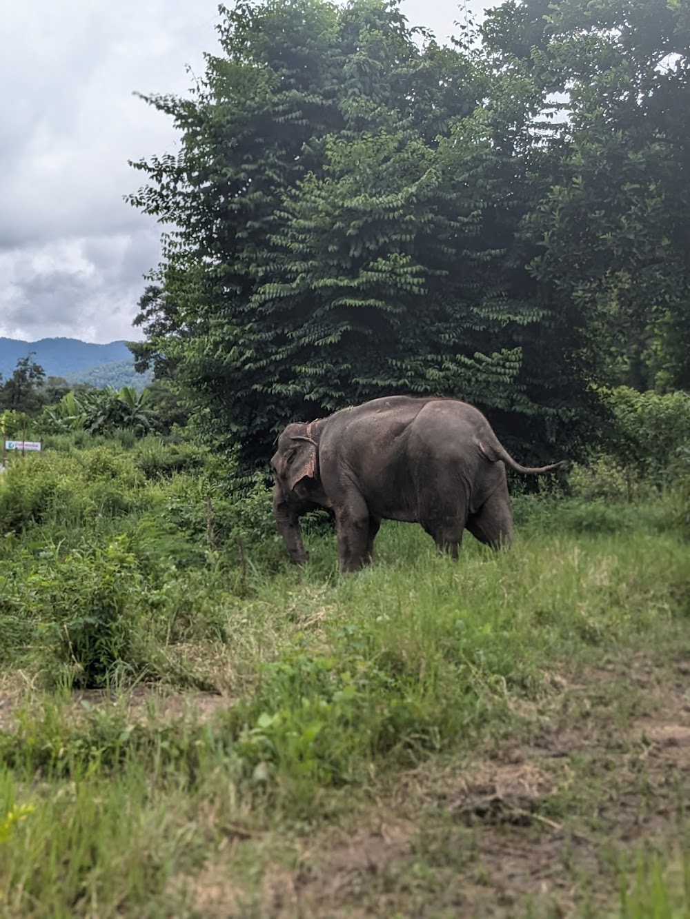 Doi Lom Elephant Rescue Sanctuary