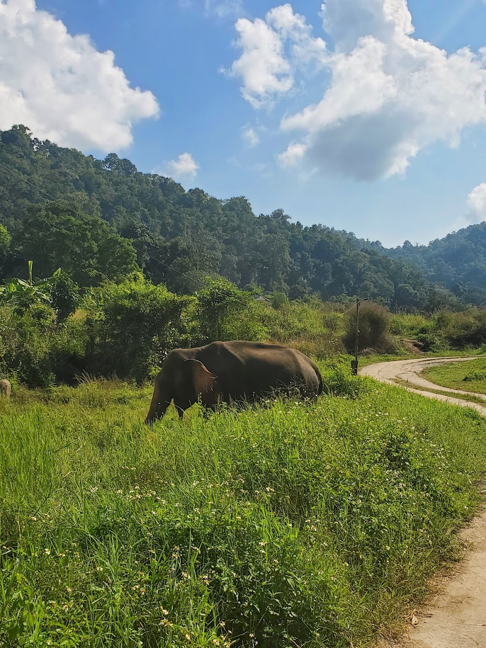 Doi Lom Elephant Rescue Sanctuary