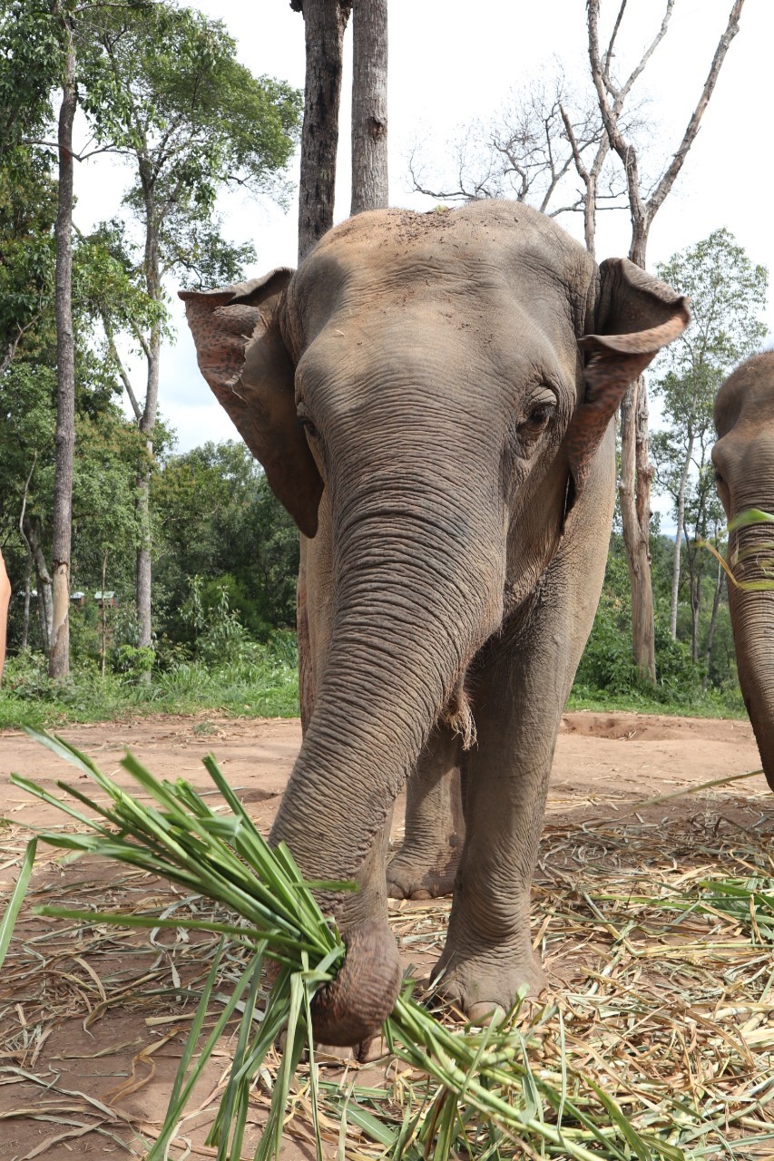 Eco Tours Chiang Mai