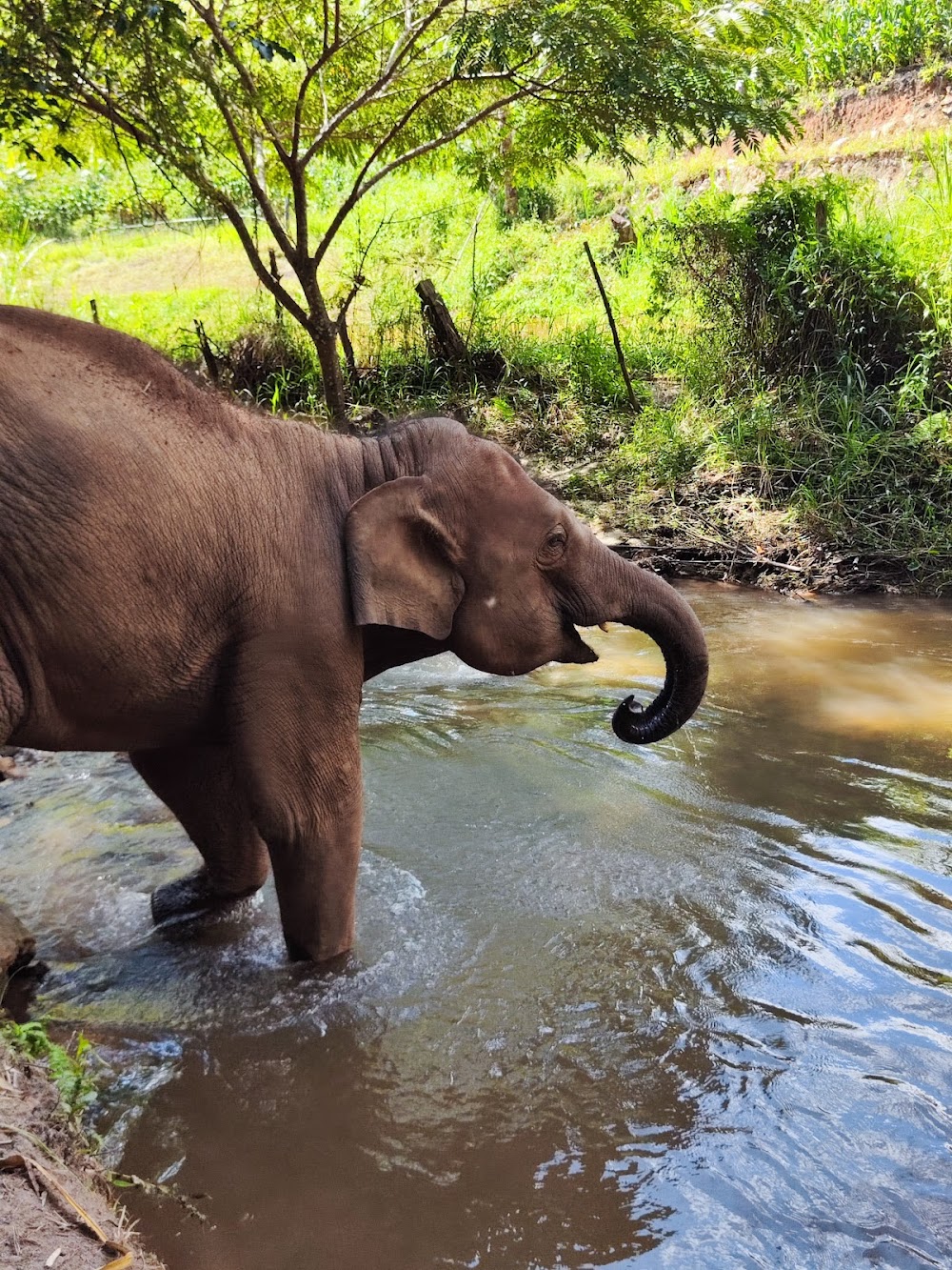 Elephant Dream Project