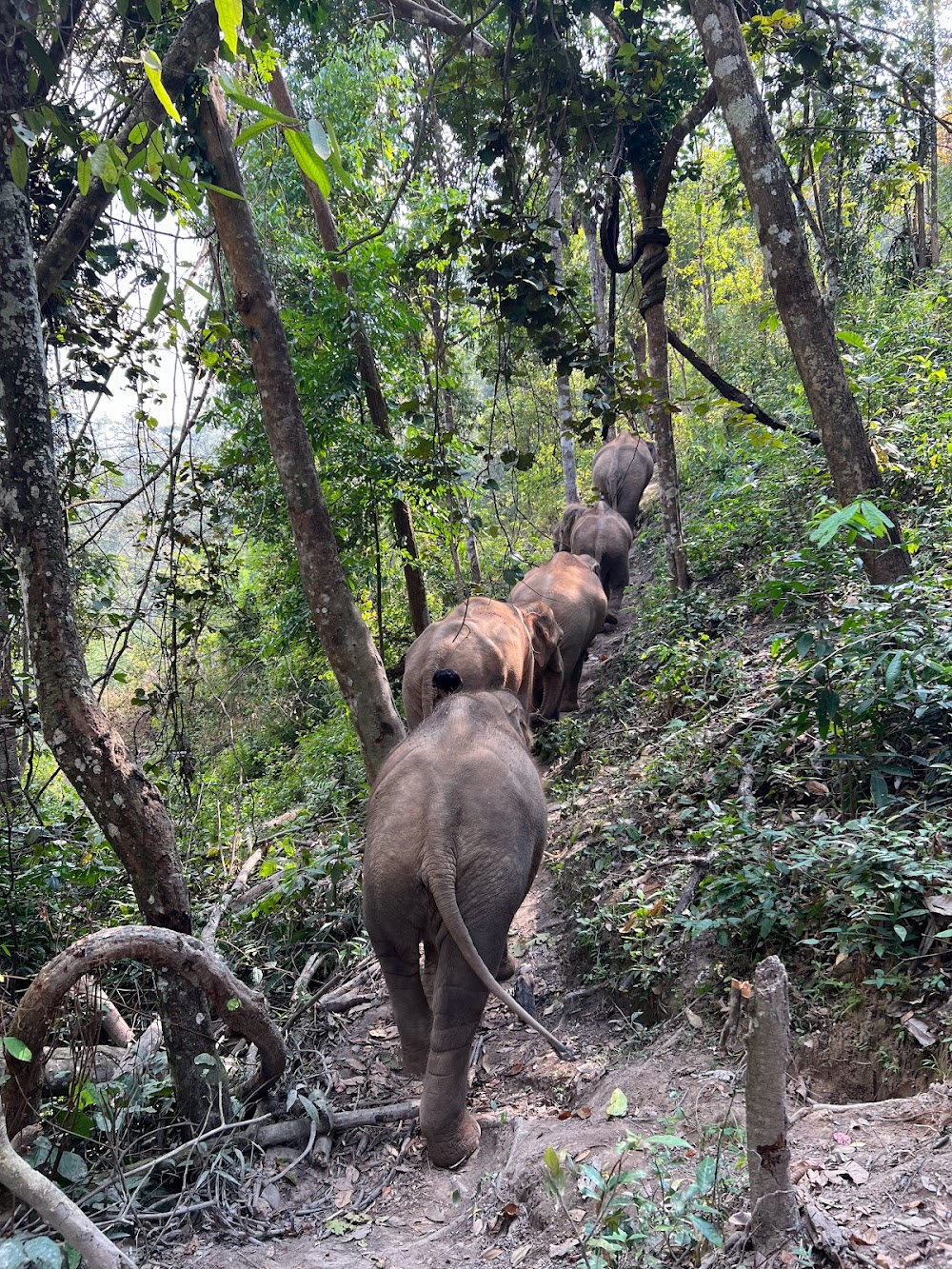 Elephant Freedom Village