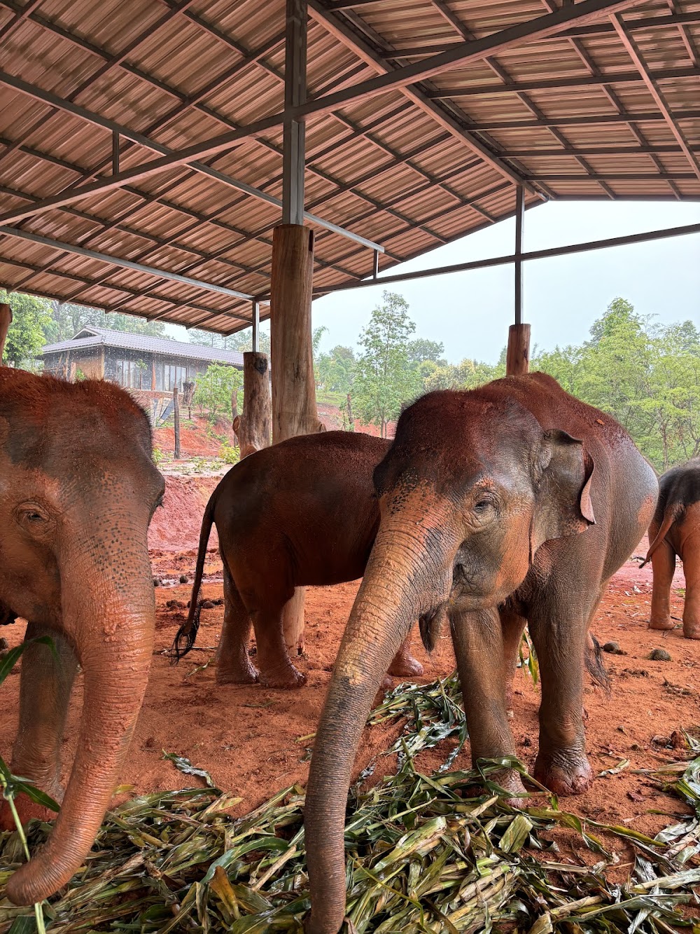 Elephant Freedom Village