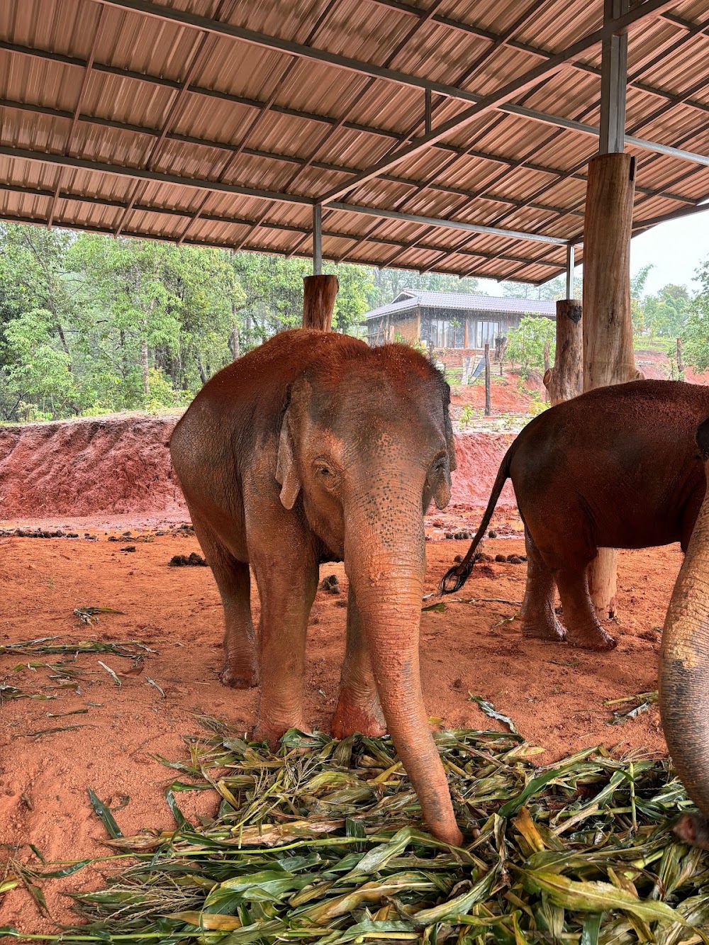 Elephant Freedom Village