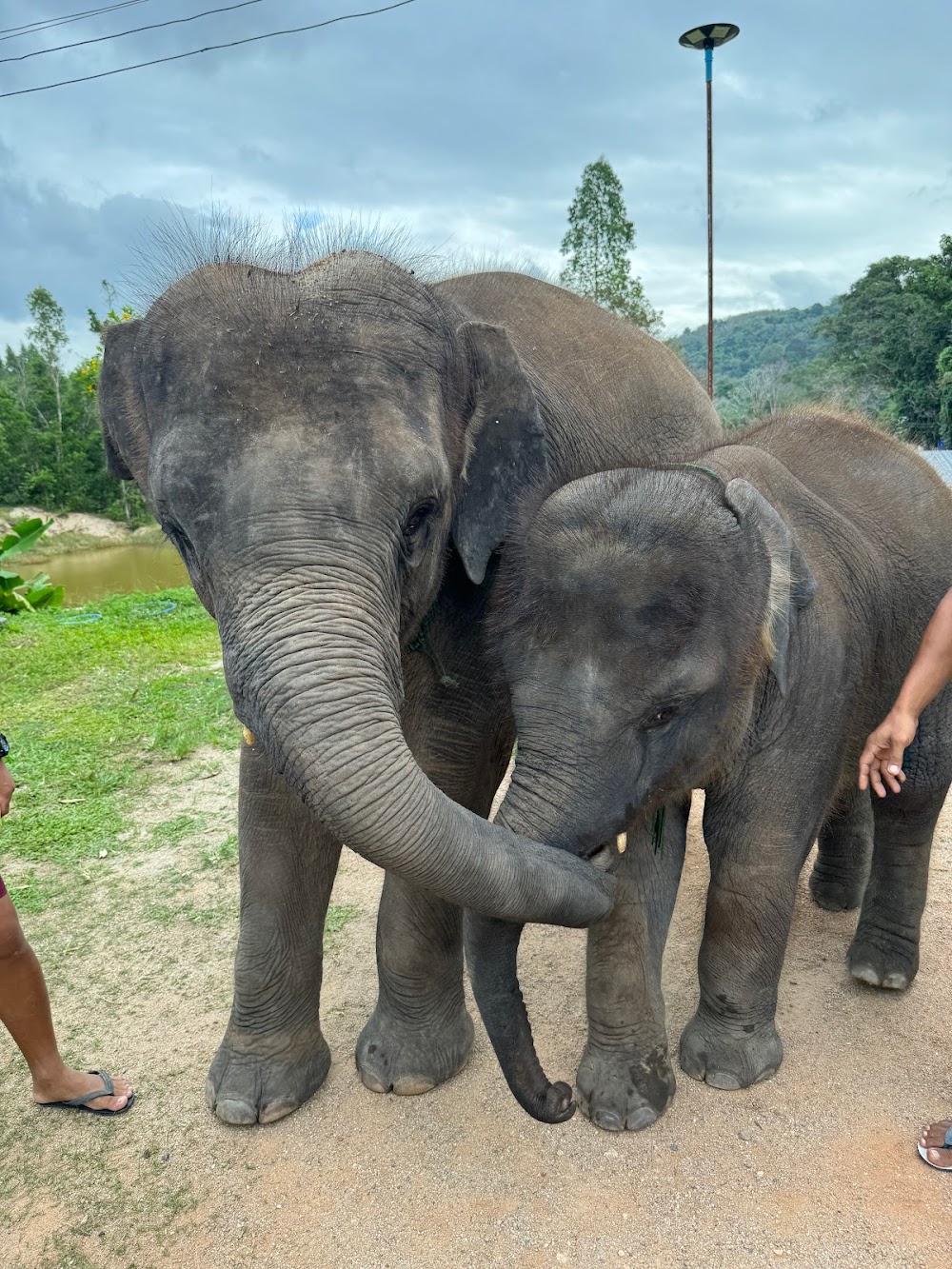 Elephant in Wild Sanctuary