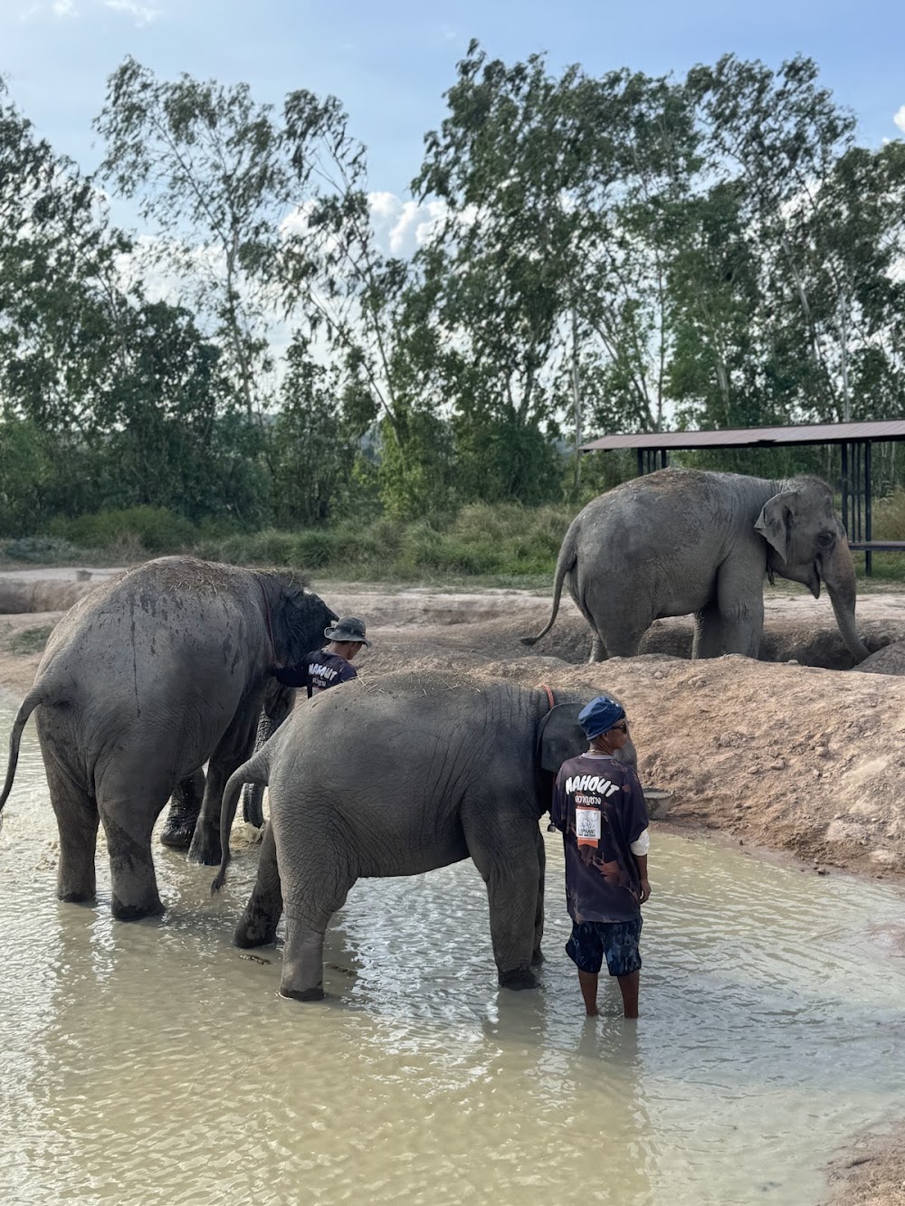 Elephant Jungle Sanctuary Pattaya