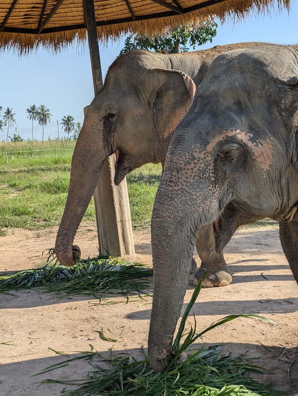 Elephant Jungle Sanctuary Pattaya