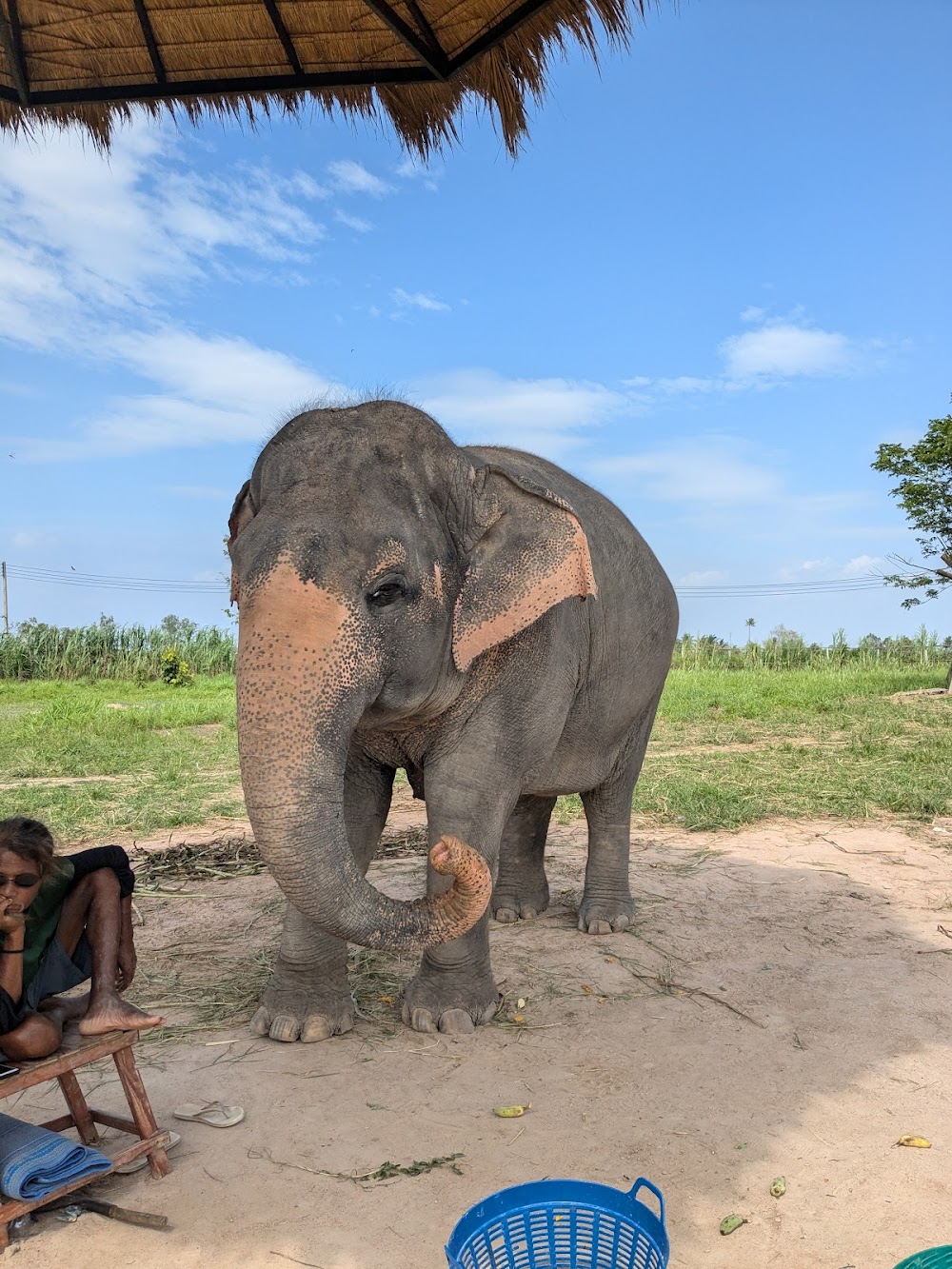 Elephant Jungle Sanctuary Pattaya