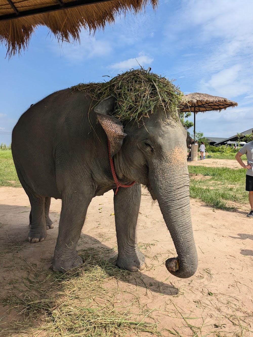 Elephant Jungle Sanctuary Pattaya