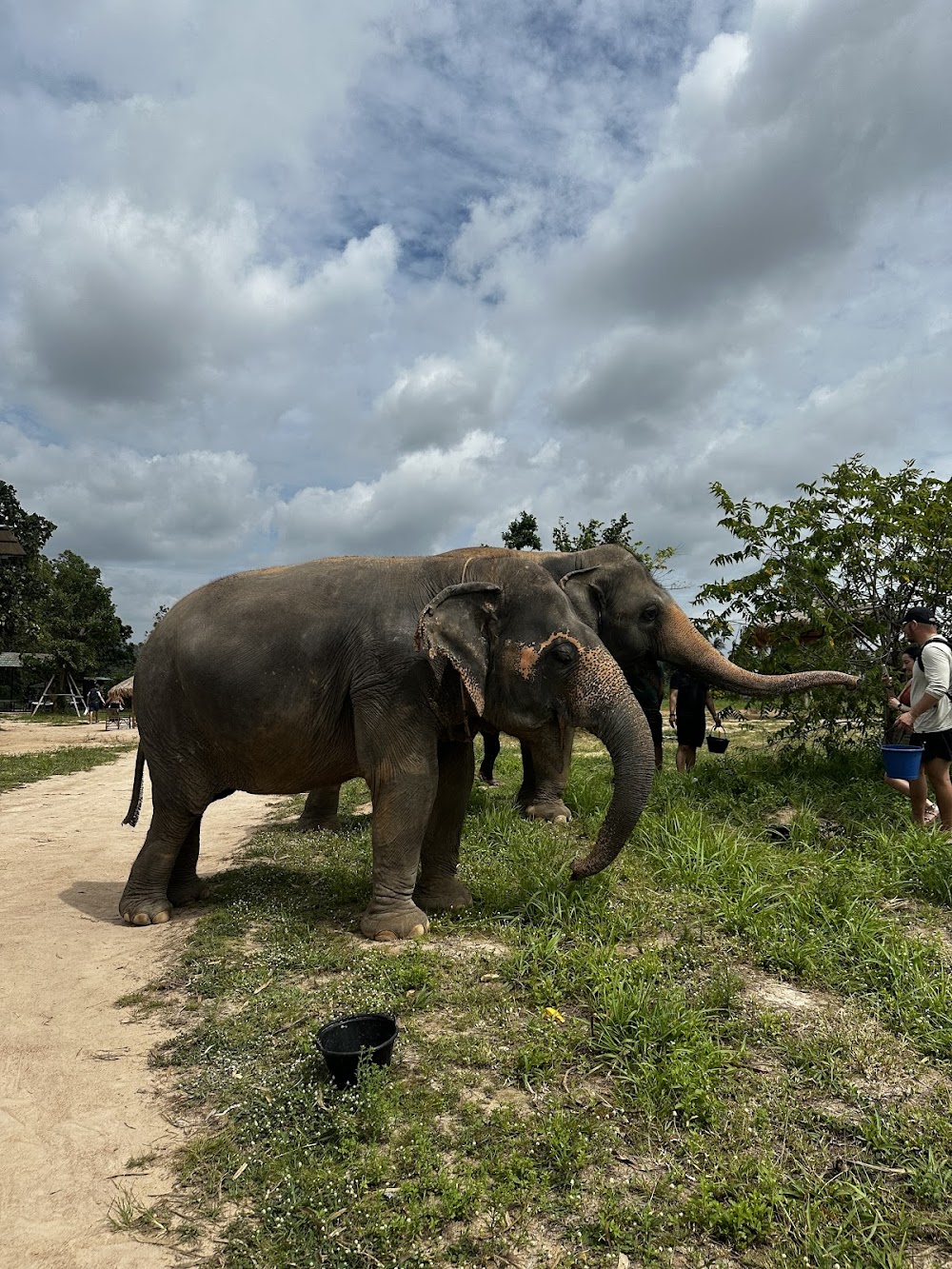 Elephant Jungle Sanctuary Pattaya