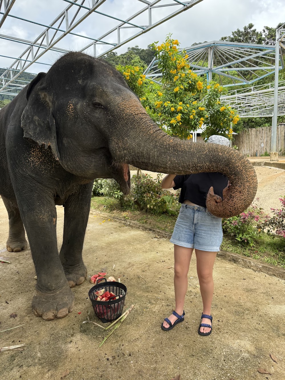 Elephant Jungle Sanctuary Phuket
