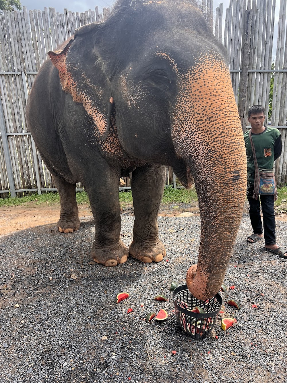 Elephant Jungle Sanctuary Phuket