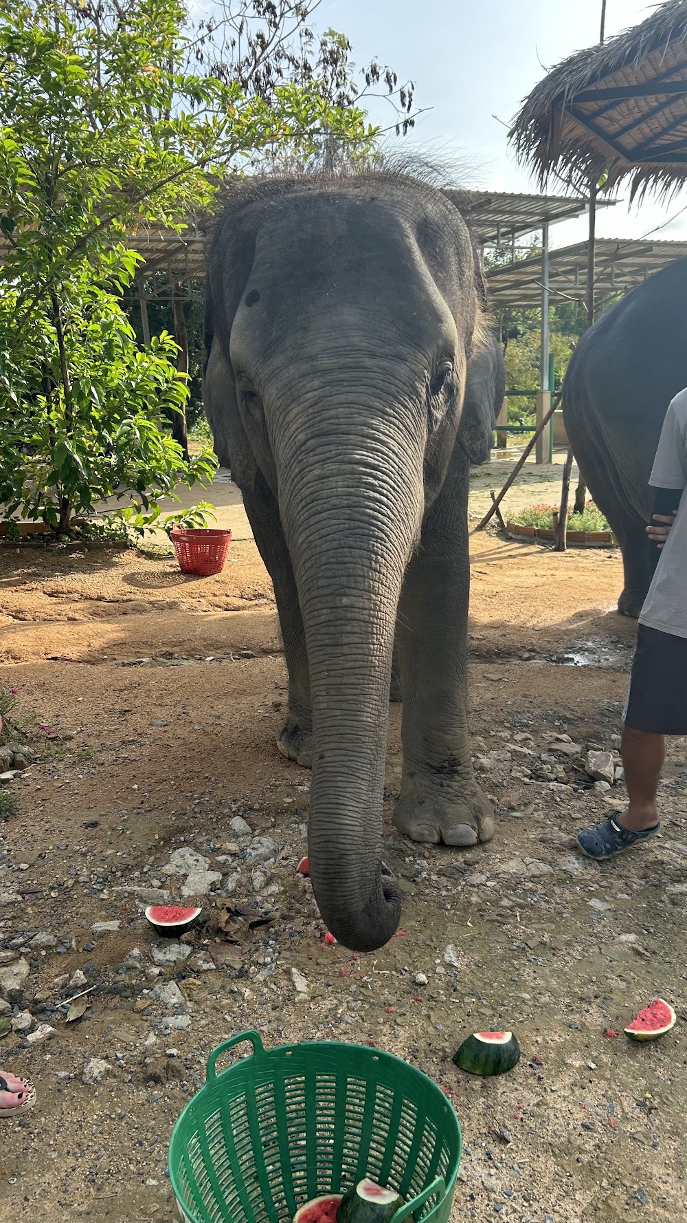 Elephant Jungle Sanctuary Phuket
