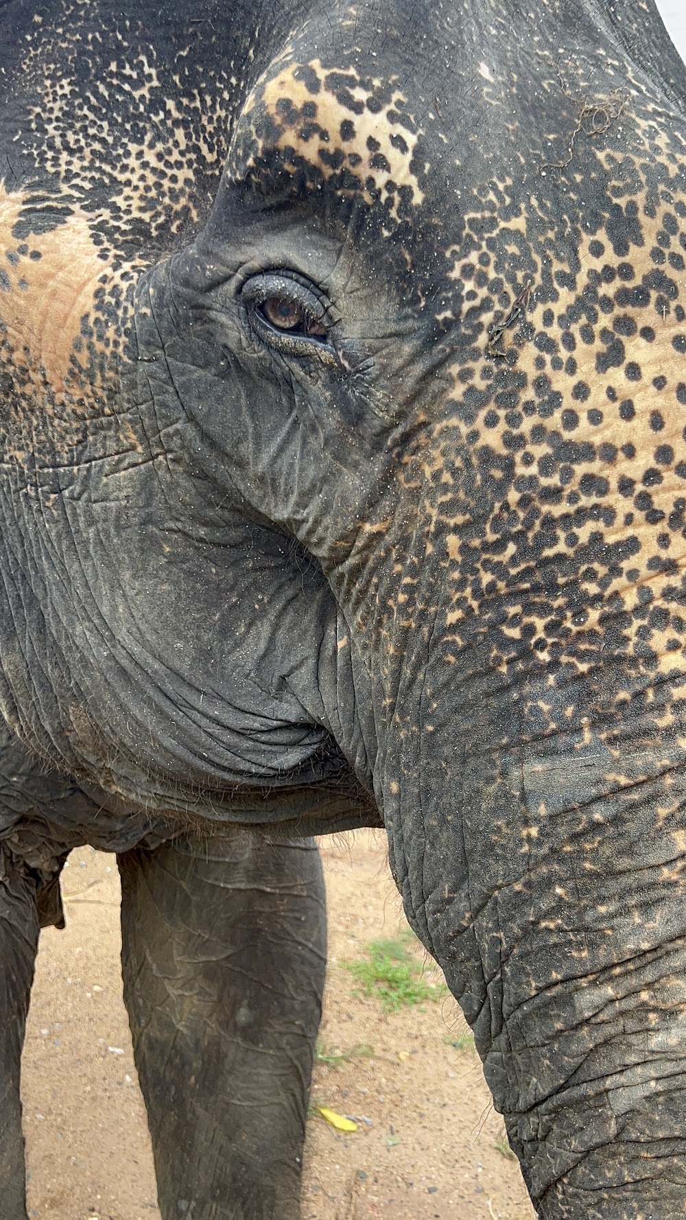 Elephant Jungle Sanctuary Phuket