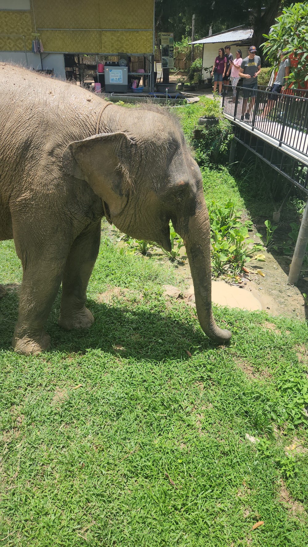 Elephant Jungle Sanctuary Samui