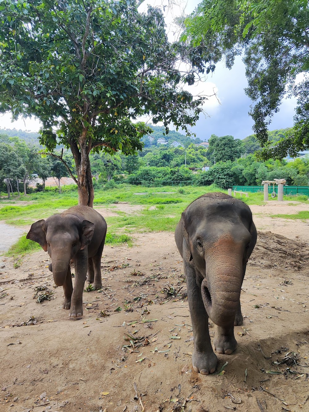 Elephant Jungle Sanctuary Samui