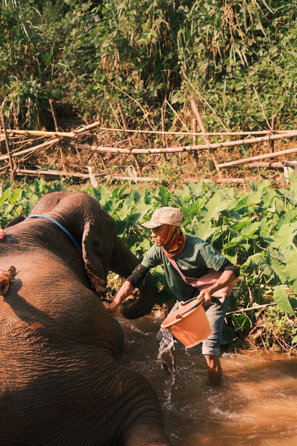Elephant Peace Project