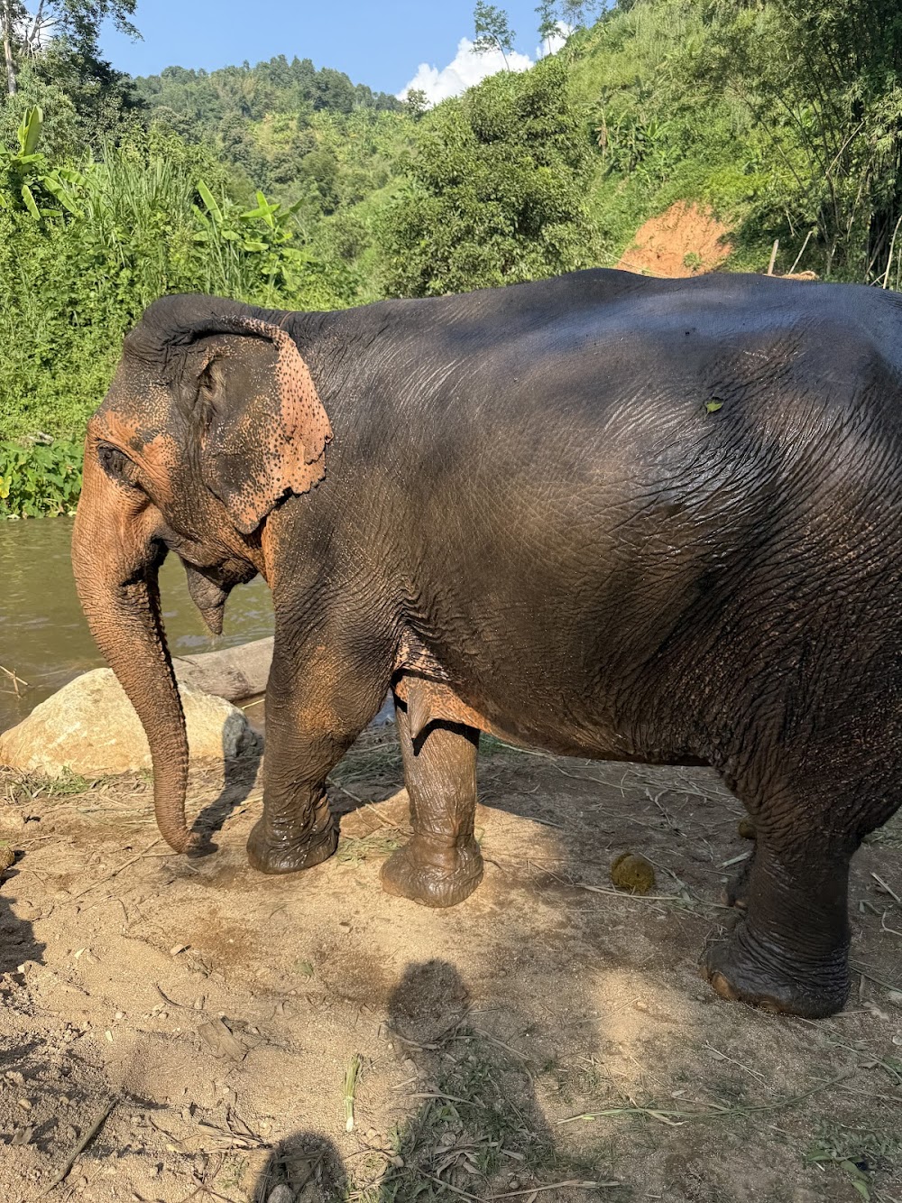 Elephant Peace Project