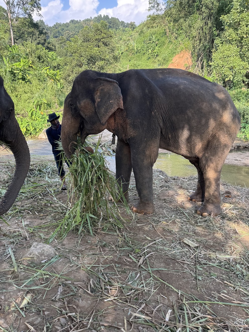 Elephant Peace Project