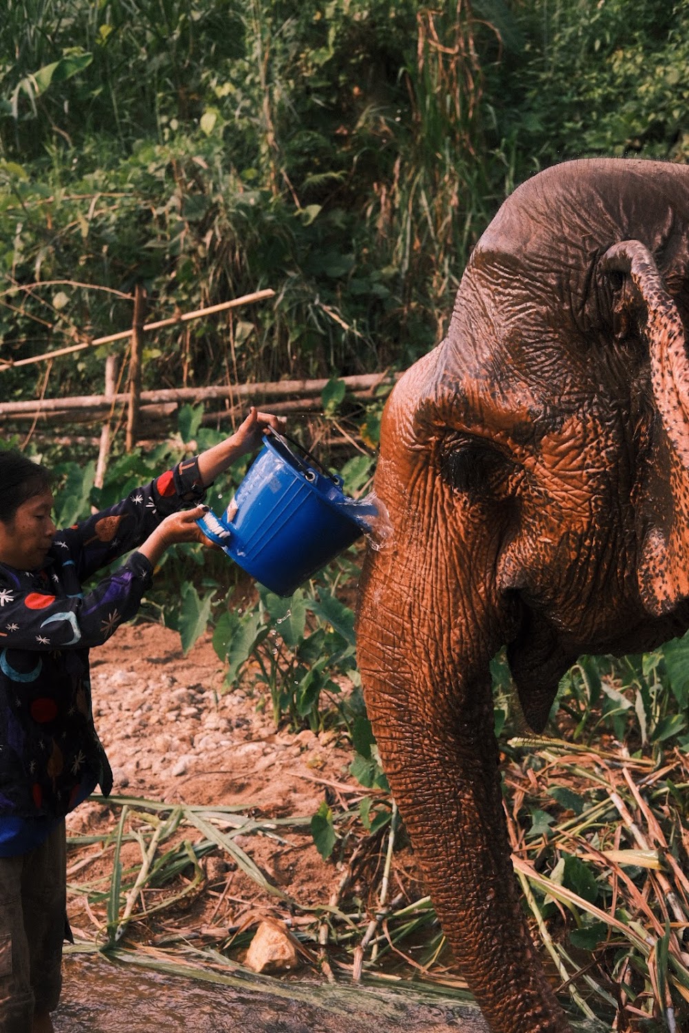 Elephant Peace Project