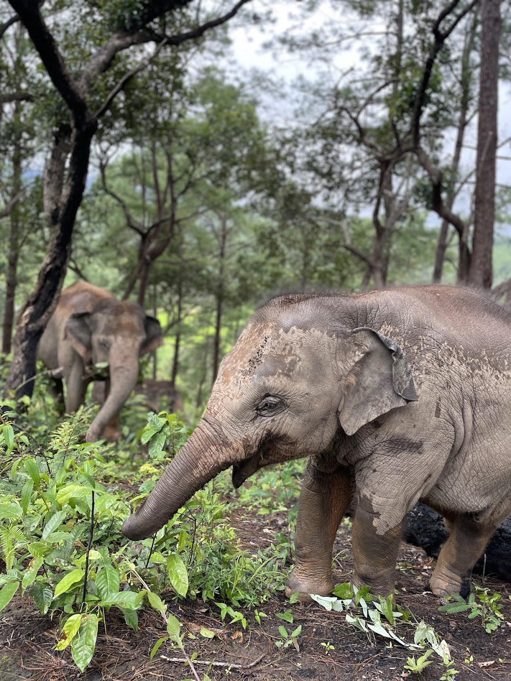 Elephant Pride Sanctuary