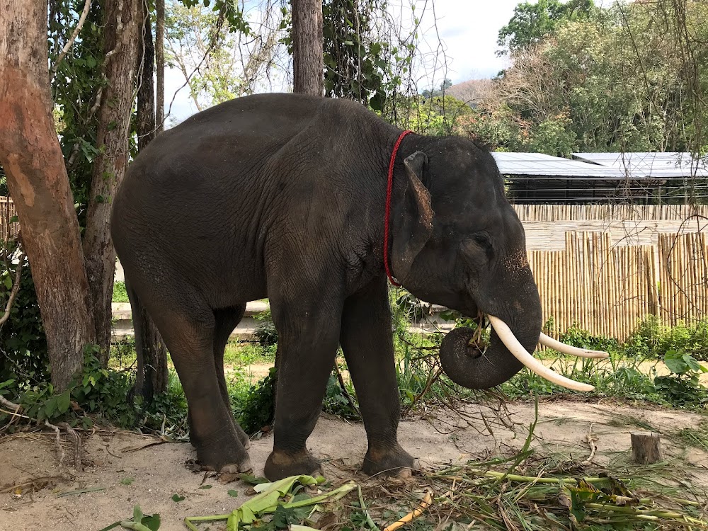 Elephant Retirement Park Phuket