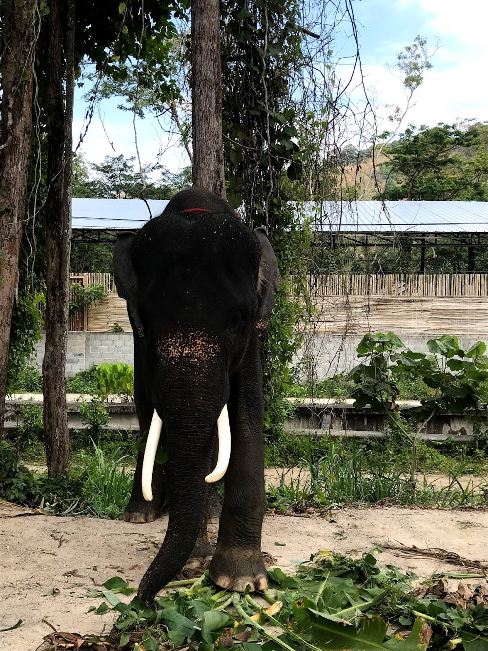 Elephant Retirement Park Phuket