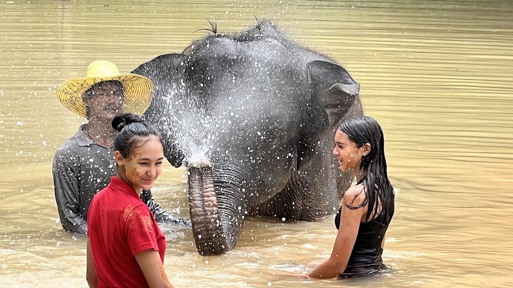 Elephant Retirement Park Phuket