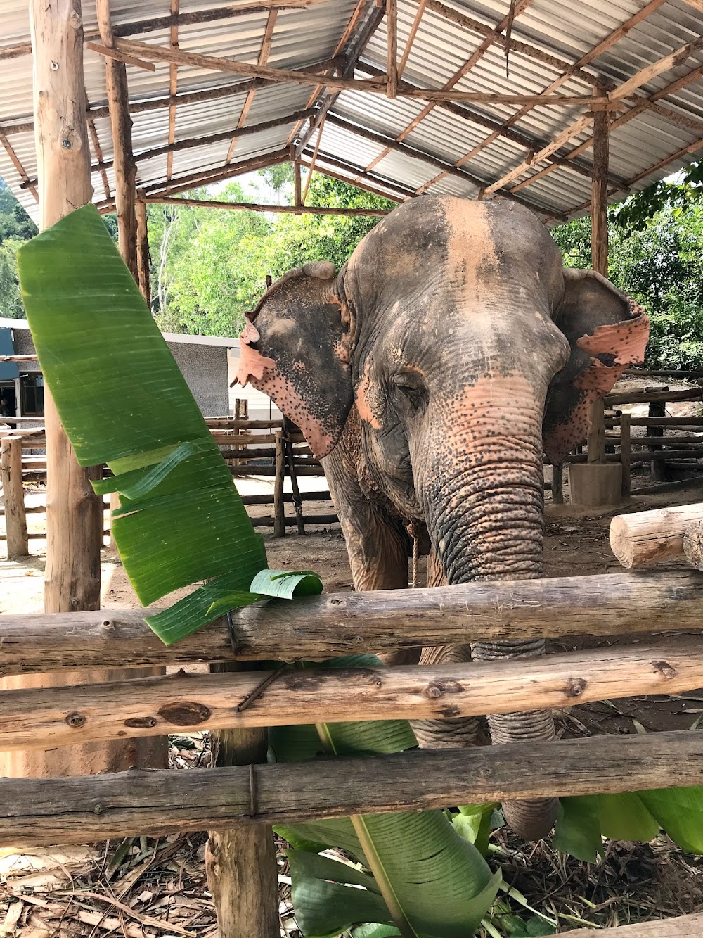 Elephant Retirement Park Phuket