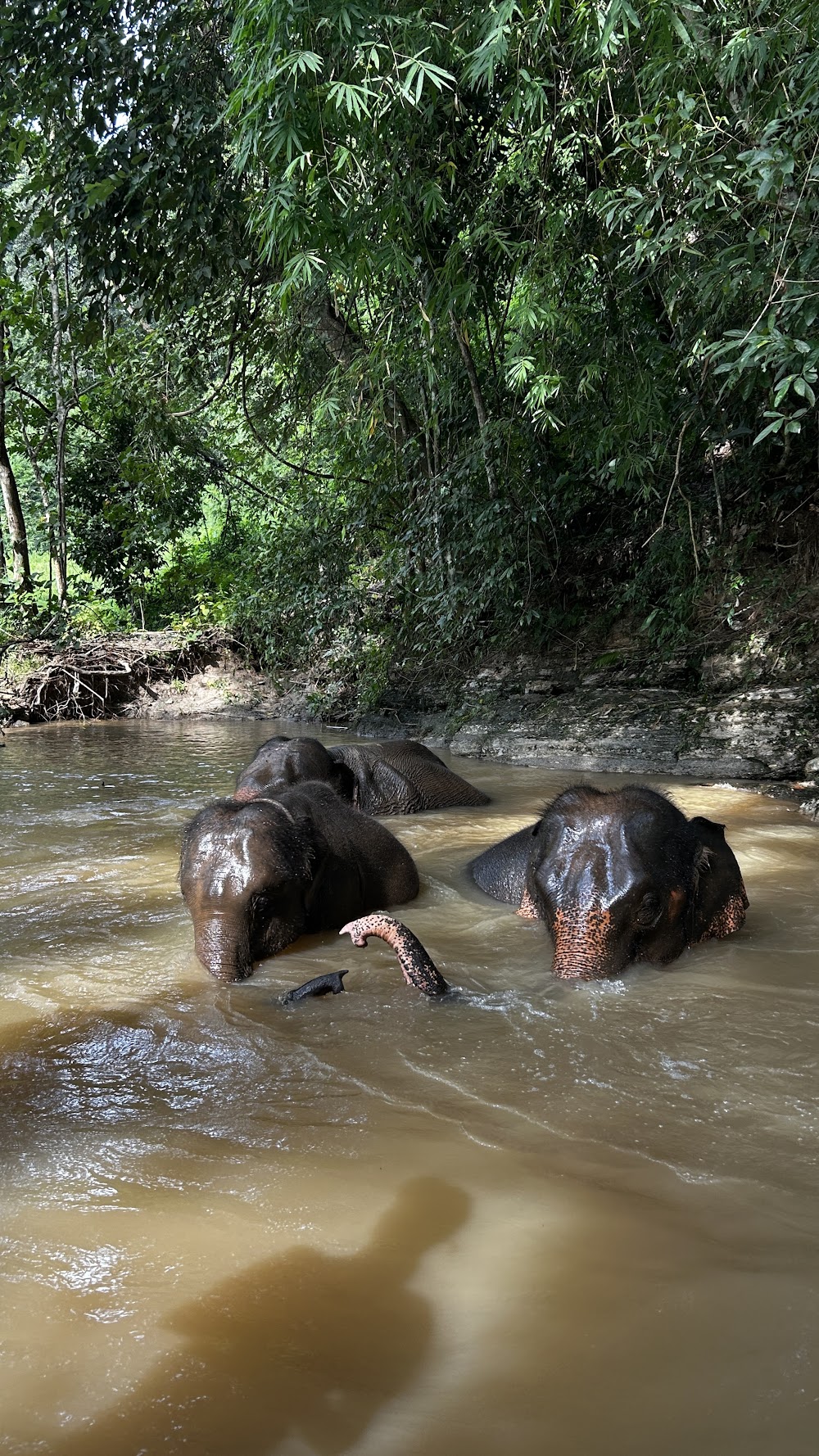 Elephant Special Tours